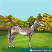 Horse Color:White Spotted Liver Red Dun Mushroom Rabicano Brindle 