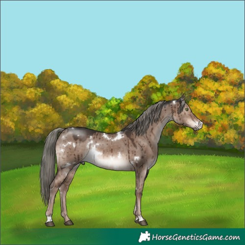 Horse Color:White Spotted Liver Red Dun Mushroom Rabicano Brindle 