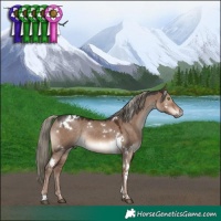 Horse Color:White Spotted Liver Red Dun Mushroom Rabicano