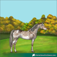 Horse Color:White Spotted Liver Red Dun Mushroom Rabicano Brindle 