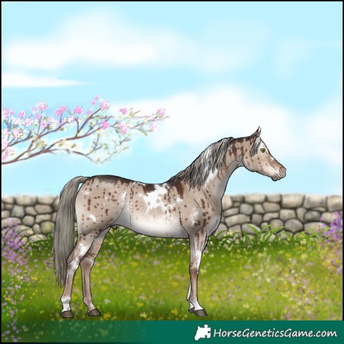 Horse Color:White Spotted Liver Red Dun Mushroom Rabicano Brindle 