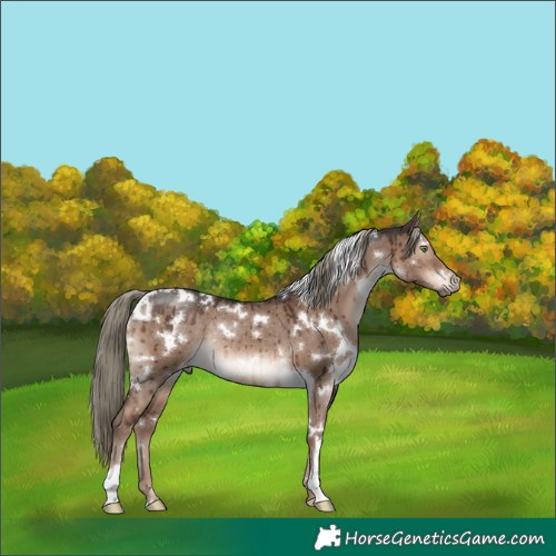 Horse Color:White Spotted Liver Red Dun Mushroom Rabicano Brindle 
