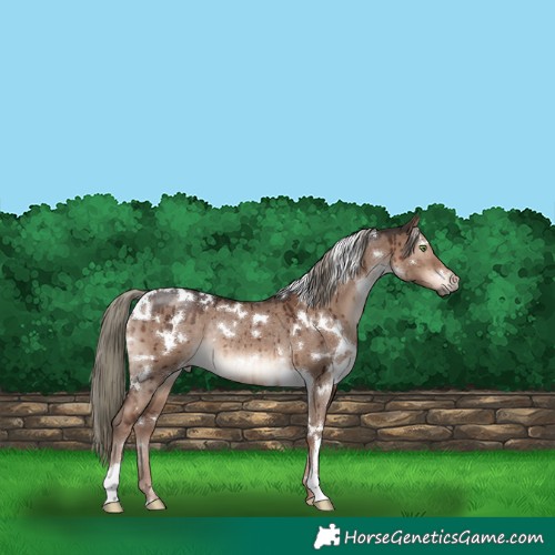 Horse Color:White Spotted Liver Red Dun Mushroom Rabicano Brindle 
