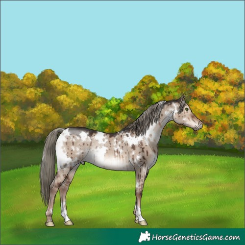 Horse Color:White Spotted Liver Red Dun Mushroom Rabicano Brindle 