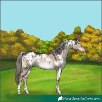 Horse Color:White Spotted Liver Red Dun Mushroom Rabicano Brindle 