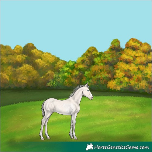Horse Color:Silver Perlino Roan Rabicano 