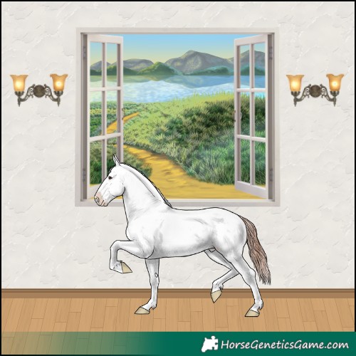 Horse Color:Liver Red Dun Sabino Splash Appaloosa 