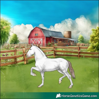 Horse Color:Liver Red Dun Sabino Splash Appaloosa