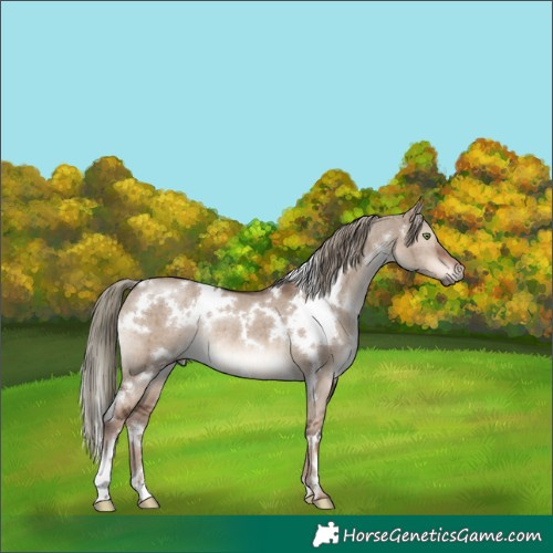 Horse Color:White Spotted Liver Red Dun Mushroom Rabicano Brindle 