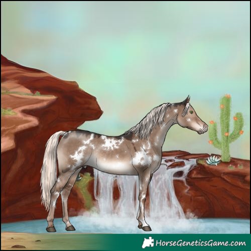 Horse Color:White Spotted Liver Red Dun Mushroom Rabicano 
