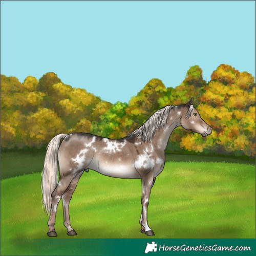 Horse Color:White Spotted Liver Red Dun Mushroom Rabicano 