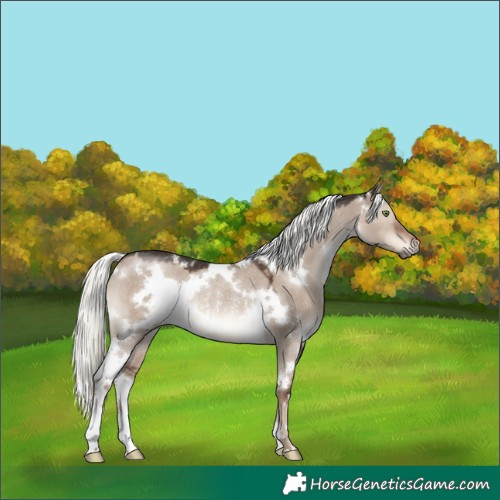 Horse Color:White Spotted Liver Red Dun Mushroom Rabicano 