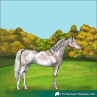 Horse Color:White Spotted Liver Red Dun Mushroom Rabicano
