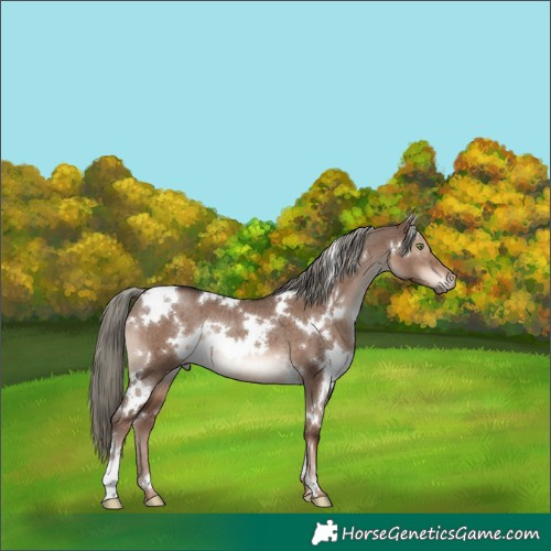 Horse Color:White Spotted Liver Red Dun Mushroom Rabicano Brindle 