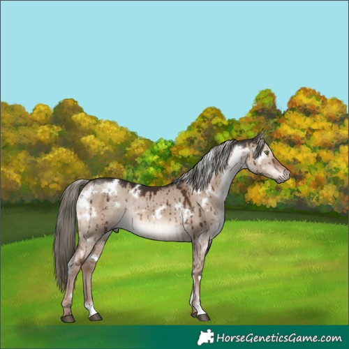 Horse Color:White Spotted Liver Red Dun Mushroom Rabicano Brindle 