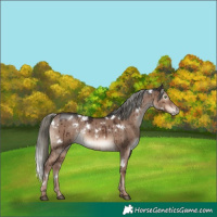 Horse Color:White Spotted Liver Red Dun Mushroom Rabicano Brindle