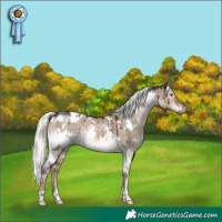 Horse Color:White Spotted Liver Red Dun Mushroom Rabicano Brindle 