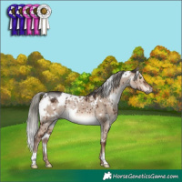 Horse Color:White Spotted Liver Red Dun Mushroom Rabicano Brindle 