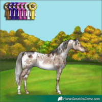 Horse Color:White Spotted Liver Red Dun Mushroom Rabicano Brindle
