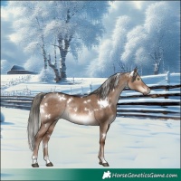 Horse Color:White Spotted Liver Red Dun Mushroom Rabicano Brindle