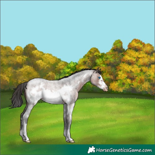 Horse Color:Brown Roan Sabino Frame Appaloosa Rabicano 