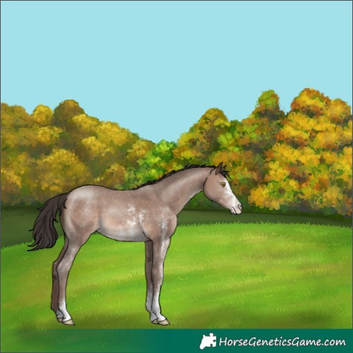 Horse Color:Sable Champagne Sabino 
