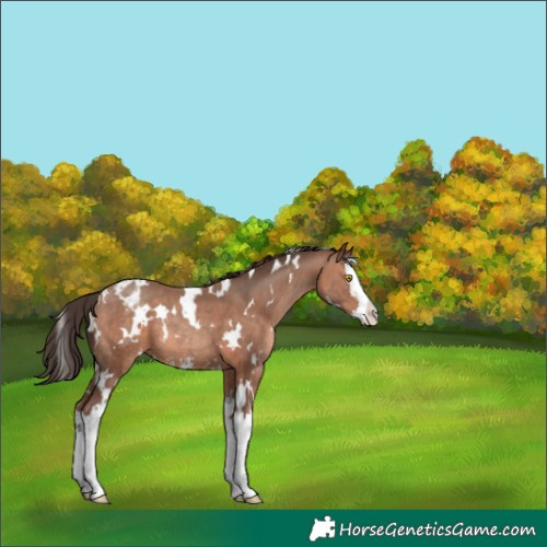 Horse Color:White Spotted Sable Champagne Sabino Splash Appaloosa 