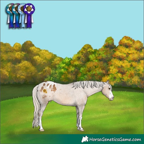 Horse Color:Chocolate Palomino Blanket 