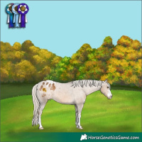 Horse Color:Chocolate Palomino Blanket