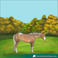 Horse Color:Chocolate Palomino Appaloosa 