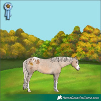Horse Color:Chocolate Palomino Appaloosa 
