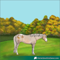 Horse Color:Chocolate Palomino Appaloosa
