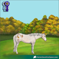 Horse Color:Chocolate Palomino Appaloosa