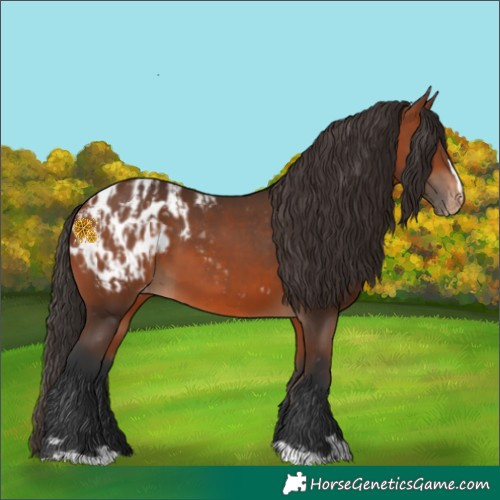 Horse Color:Bay Blanket  and Bay Blanket 