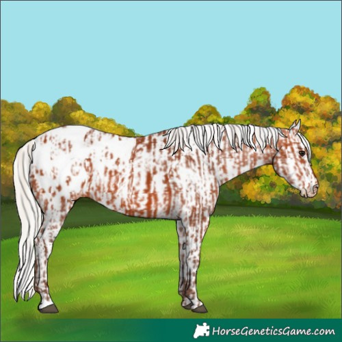 Horse Color:Silver Bay Appaloosa  and White Spotted Silver Bay Appaloosa 