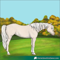 Horse Color:Cremello Tobiano 