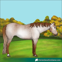 Horse Color:Gray Red Roan Rabicano 