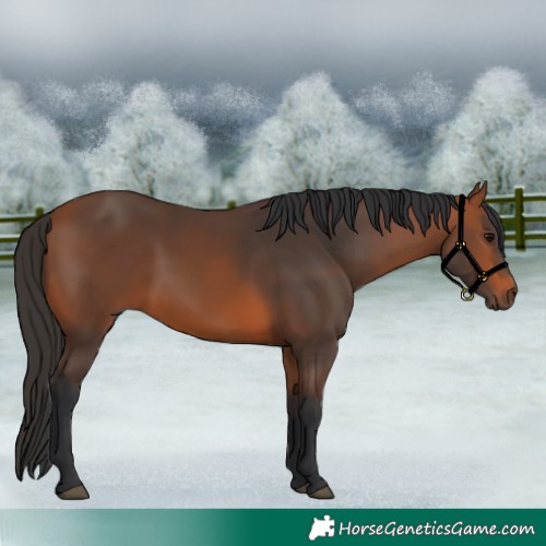 Horse Color:Bay Rabicano 