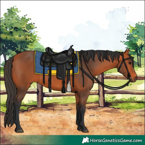 Horse Color:Bay Rabicano 