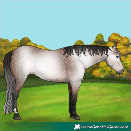 Horse Color:Gray Bay Rabicano