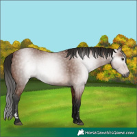 Horse Color:Gray Bay Rabicano