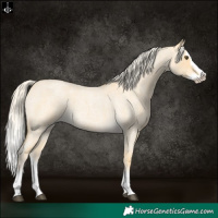 Horse Color:Palomino Roan Dun Splash