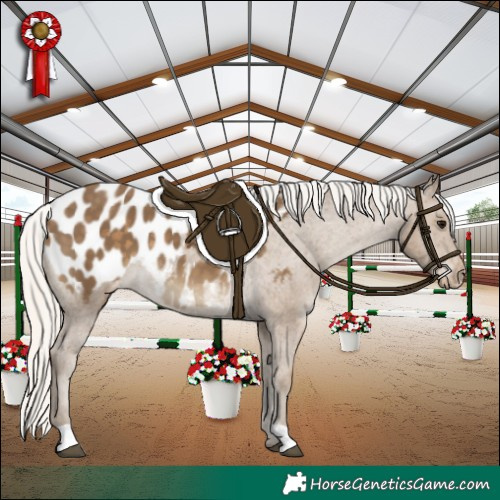 Horse Color:Silver Smoky Black Appaloosa 