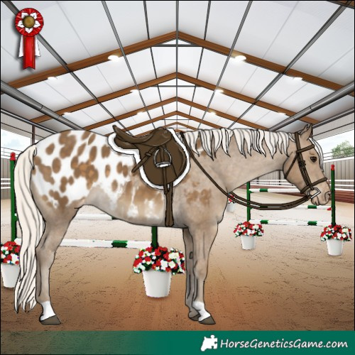 Horse Color:Silver Smoky Black Appaloosa 