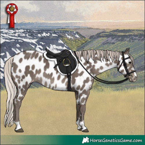Horse Color:Silver Black Appaloosa 