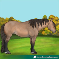 Horse Color:Bay Dun 