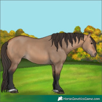 Horse Color:Bay Dun