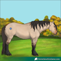 Horse Color:Bay Dun