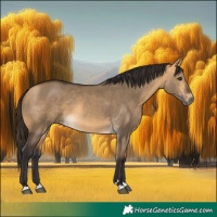Horse Color:Buckskin Dun 