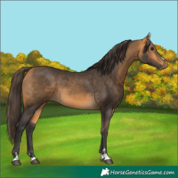 Horse Color:Buckskin 